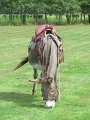 IMG_1420