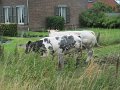 IMG_9115