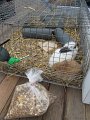 IMG_7451