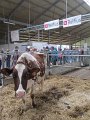 IMG_8003