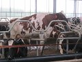 IMG_8028
