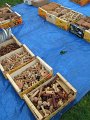 IMG_9441