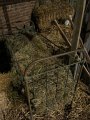 IMG_0406