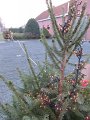 IMG_0787