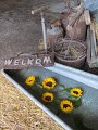 IMG_5646