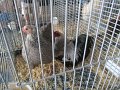 IMG_5236
