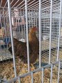 IMG_5237