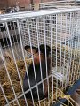 IMG_5239