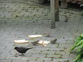 IMG_0275