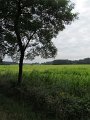 IMG_0590