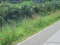 IMG_0615