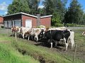 IMG_1009