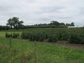 IMG_4196